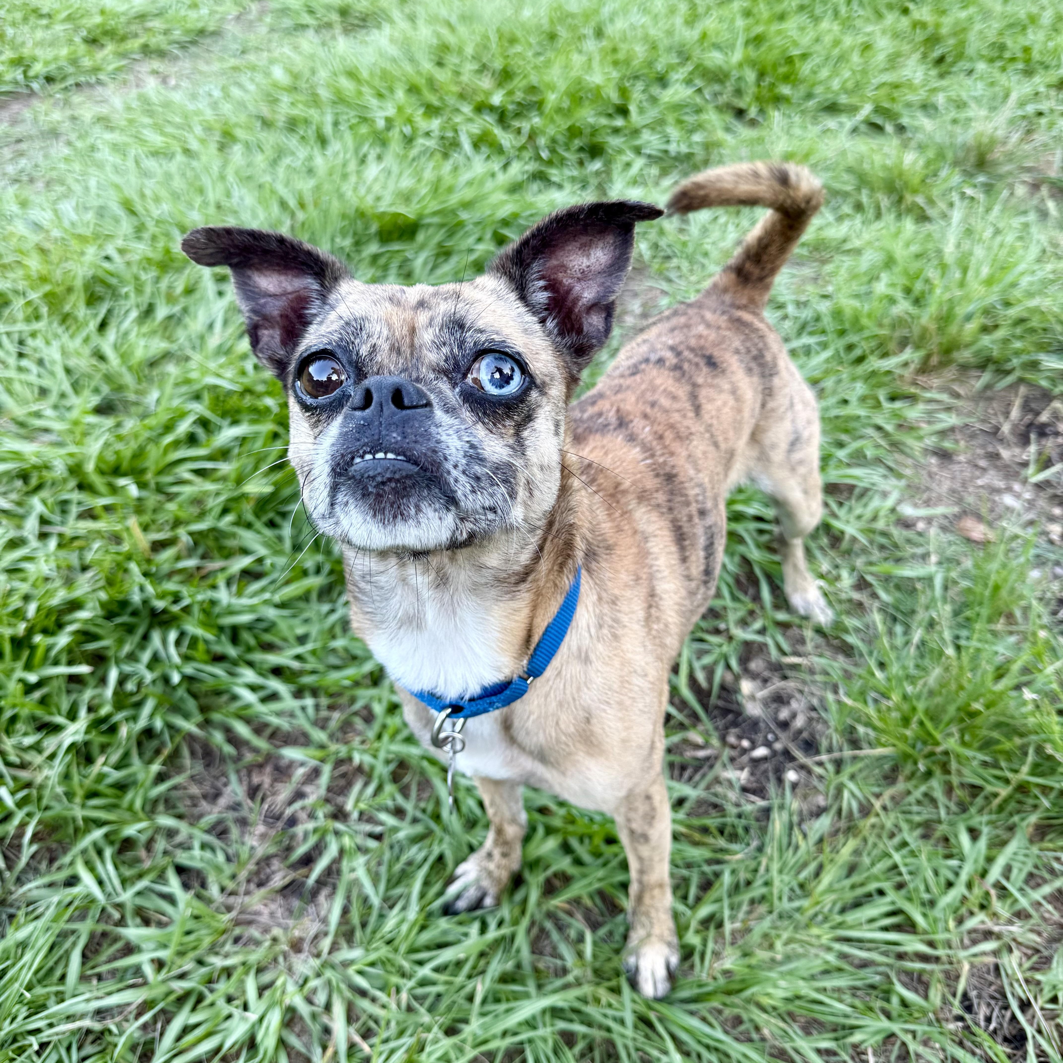Enlarge Moody, a ADOPTABLE mixed breed in New Orleans, LA image 2/4