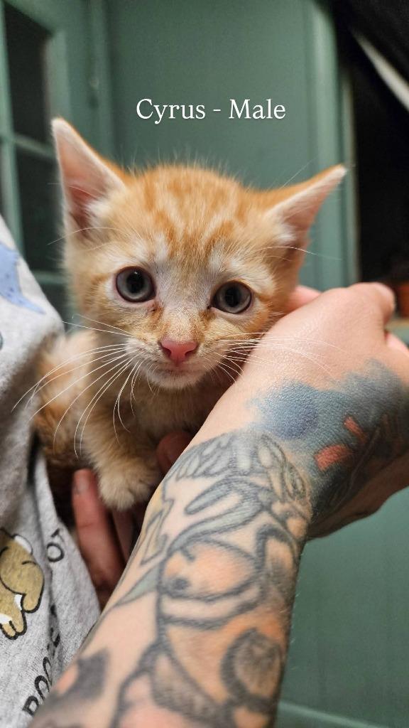 Cyrus, Adoptable, Kitten Male Domestic Short Hair.