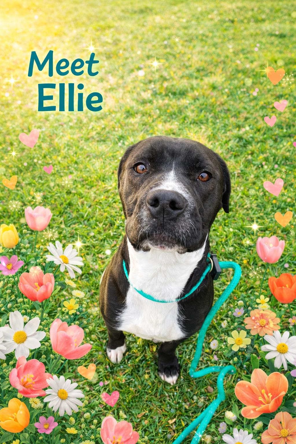 Enlarge Pound Dog-Ellie #188465 Courtesy Listing, a Adoptable mixed breed in Rootstown, OH image 1/3