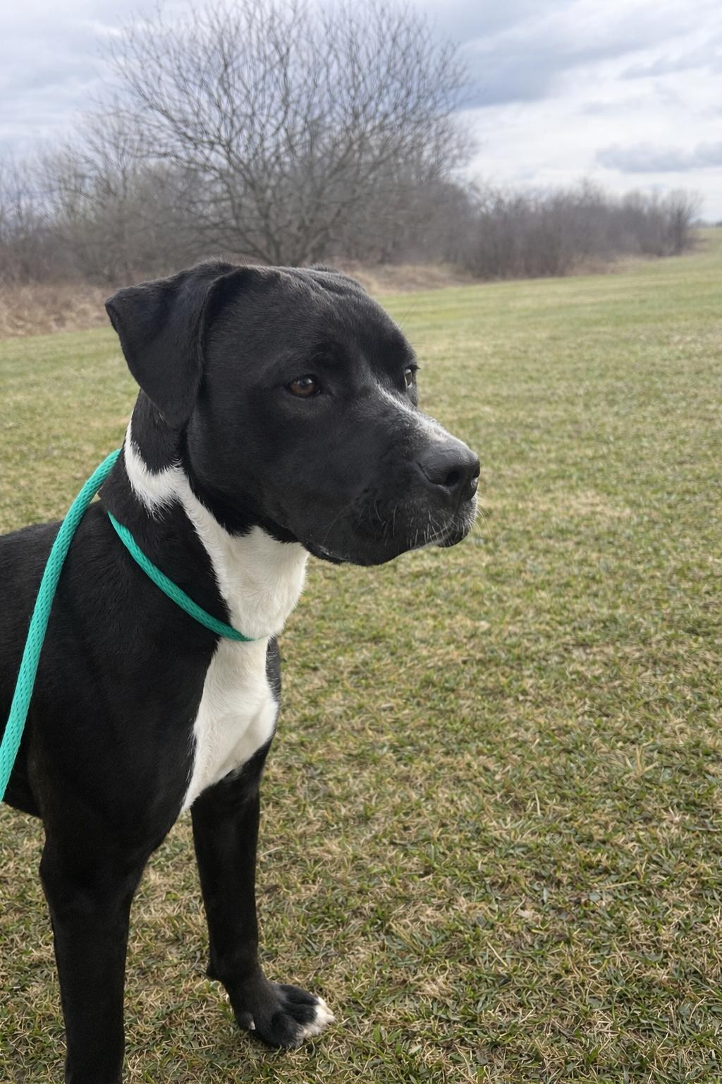 Enlarge Pound Dog-Ellie #188465 Courtesy Listing, a Adoptable mixed breed in Rootstown, OH image 2/3