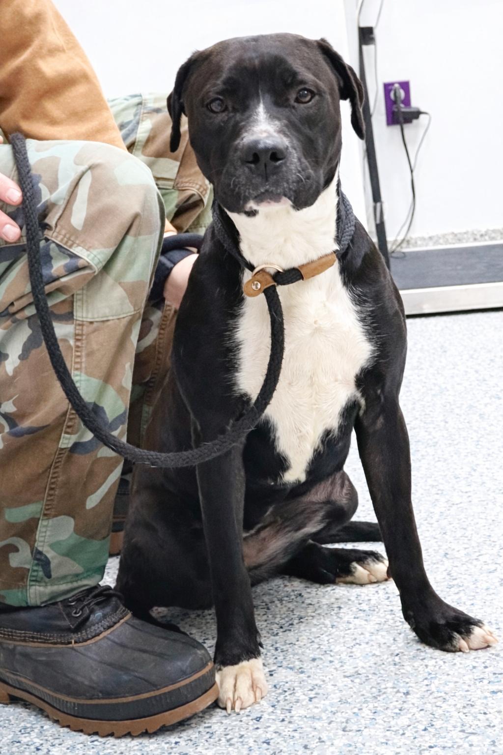 Enlarge Pound Dog-Ellie #188465 Courtesy Listing, a Adoptable mixed breed in Rootstown, OH image 3/3