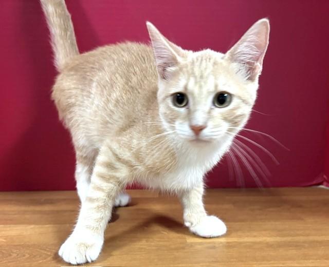 Enlarge Tater Tot, an adopted Domestic Short Hair in Hawk Point, MO image 4/4