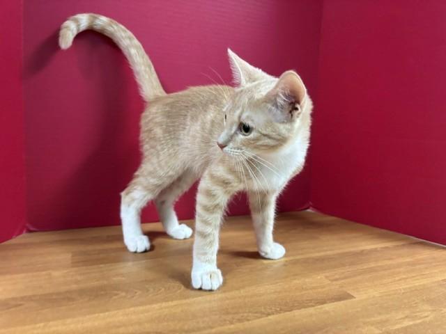 Enlarge Tater Tot, an adopted Domestic Short Hair in Hawk Point, MO image 2/4