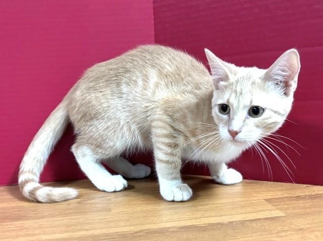 Enlarge Tater Tot, an adopted Domestic Short Hair in Hawk Point, MO image 3/4