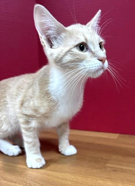 Enlarge Tater Tot, an adopted Domestic Short Hair in Hawk Point, MO image 1/4