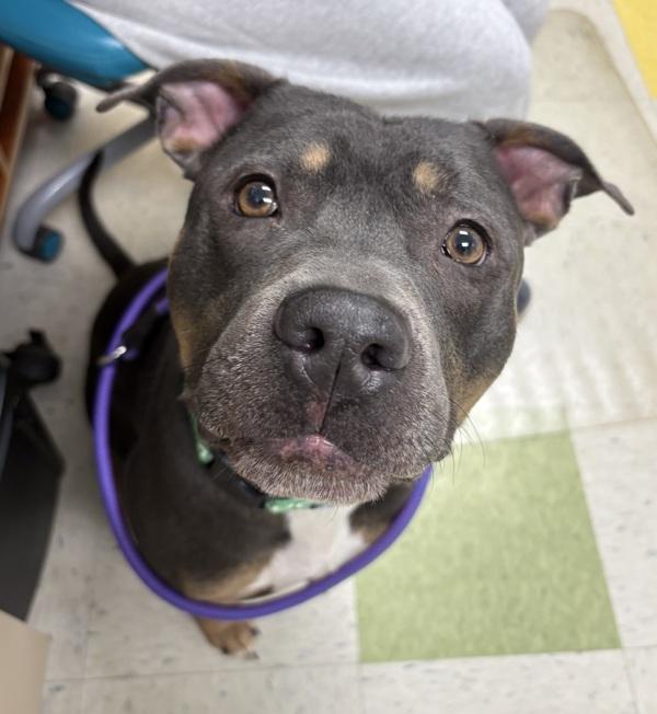 Koba, Adoptable, Adult Male Pit Bull Terrier.