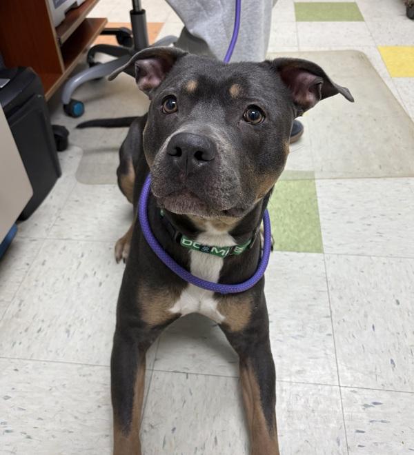 Enlarge Koba, a Adoptable mixed breed in Sioux City, IA image 2/2