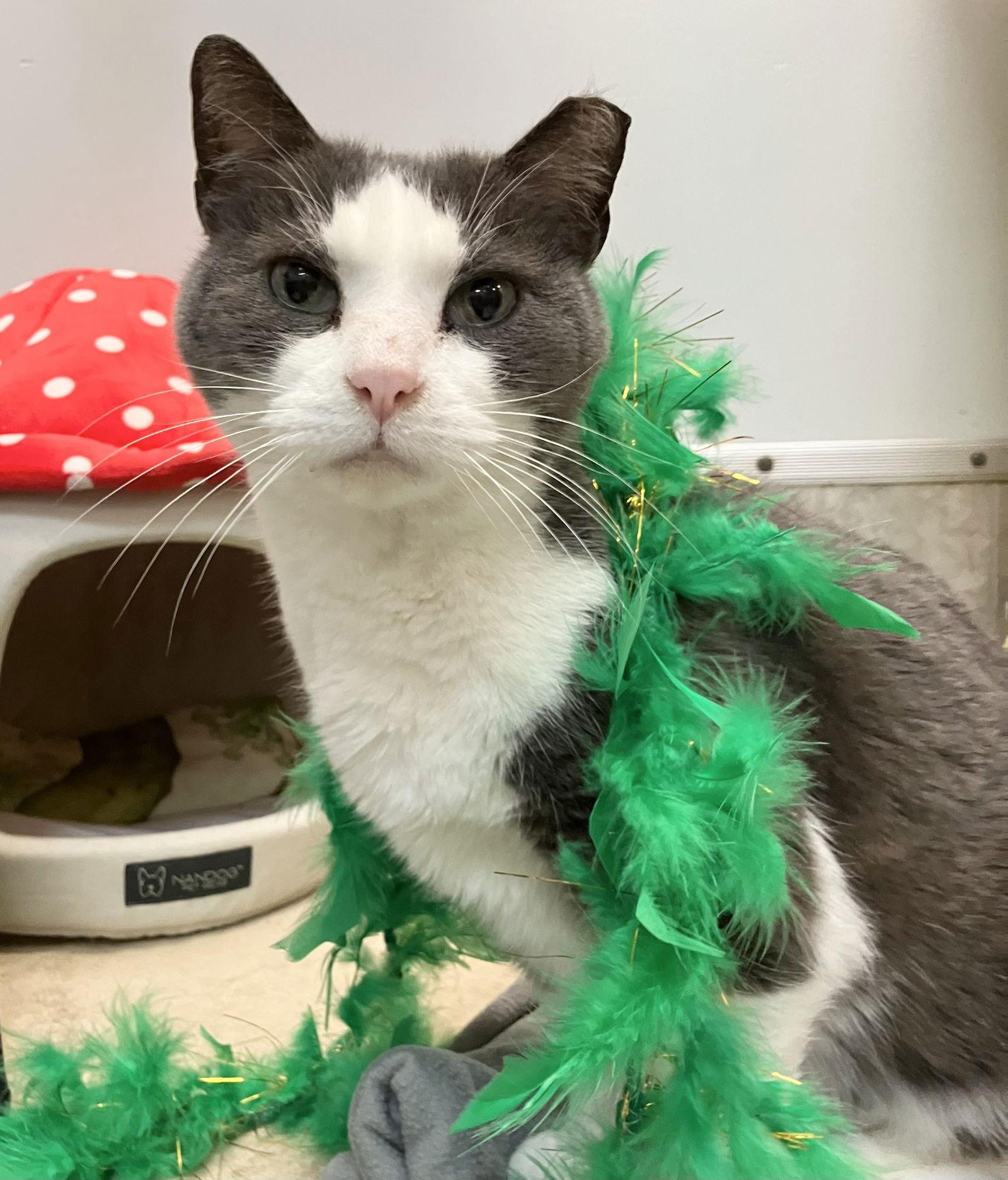 Couscous — thumbnail 2