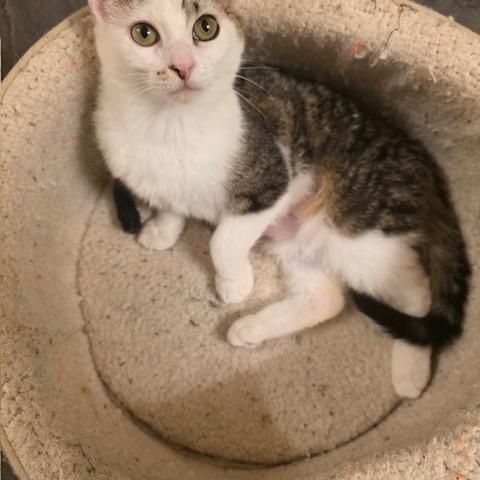 Enlarge Pinto (Bonded with Soya), a ADOPTABLE Domestic Short Hair in Hudsonville, MI image 3/4