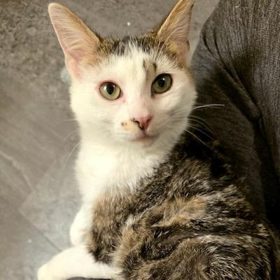 Enlarge Pinto (Bonded with Soya), a ADOPTABLE Domestic Short Hair in Hudsonville, MI image 1/4