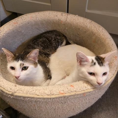 Enlarge Pinto (Bonded with Soya), a ADOPTABLE Domestic Short Hair in Hudsonville, MI image 4/4