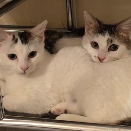 Enlarge Pinto (Bonded with Soya), a ADOPTABLE Domestic Short Hair in Hudsonville, MI image 2/4