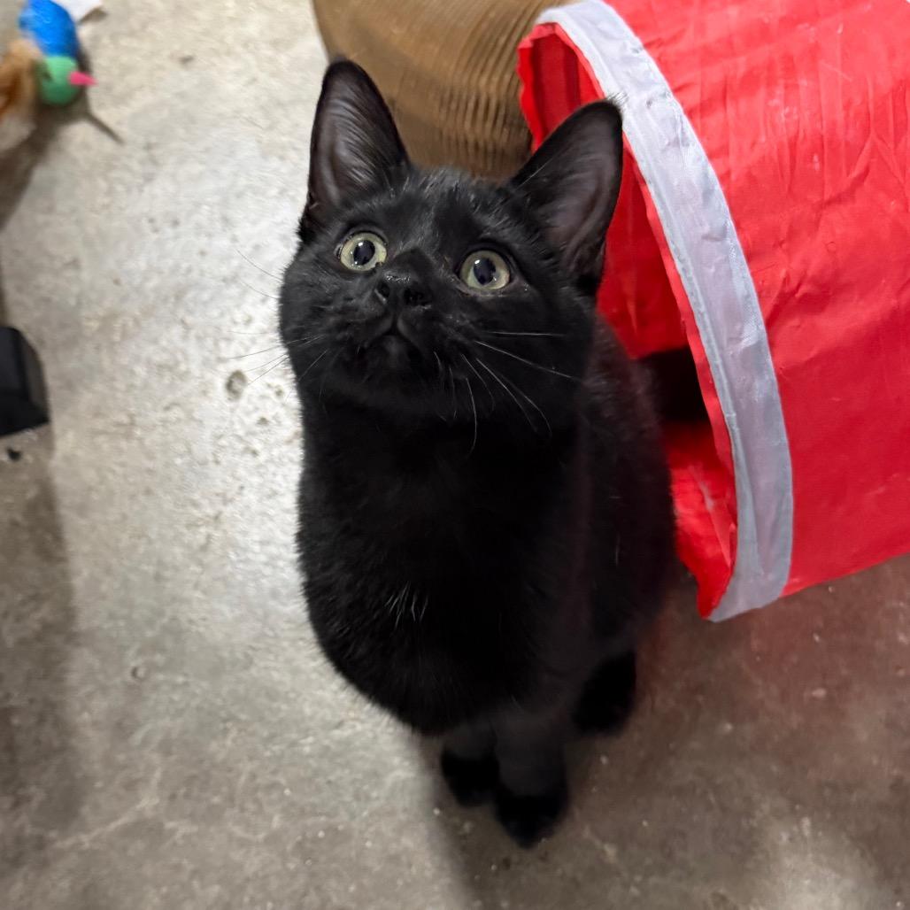 Chip, Adoptable, Kitten Male Domestic Short Hair.