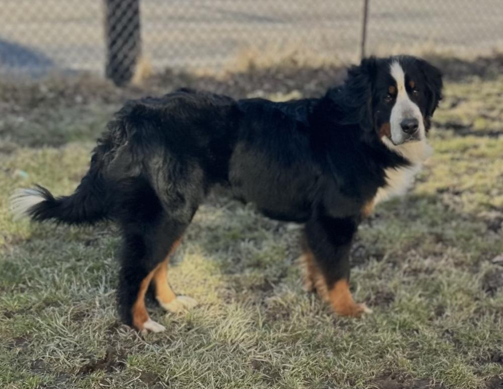 Bernadette, Adoptable, Adult Female Bernese Mountain Dog.