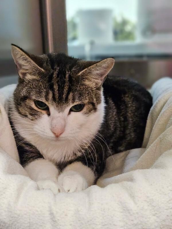 Ginger, Adoptable, Adult Female Domestic Short Hair.