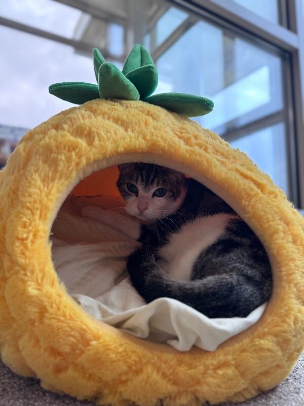 Enlarge Ginger, a Adoptable Domestic Short Hair in Disputanta, VA image 2/5