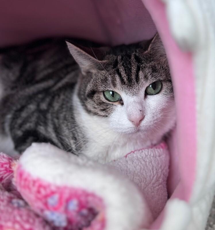 Enlarge Ginger, a Adoptable Domestic Short Hair in Disputanta, VA image 3/5