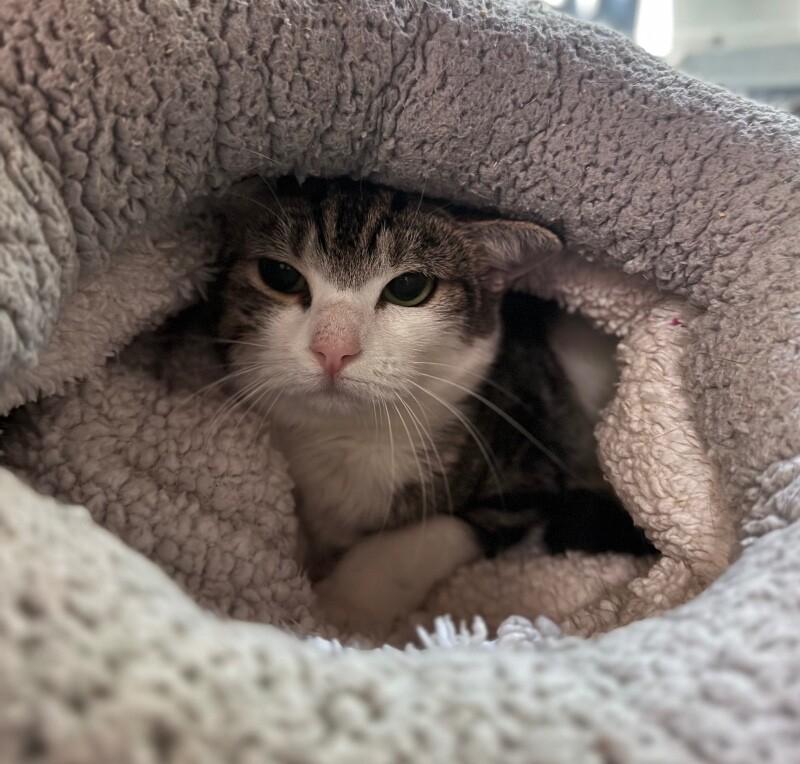 Enlarge Ginger, a Adoptable Domestic Short Hair in Disputanta, VA image 4/5