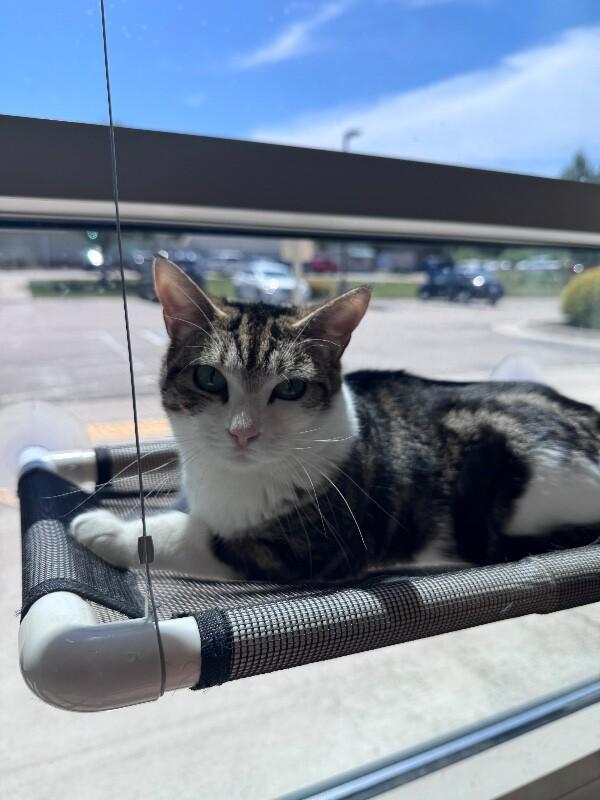 Ginger, a Adoptable Domestic Short Hair in Disputanta, VA image 5/6