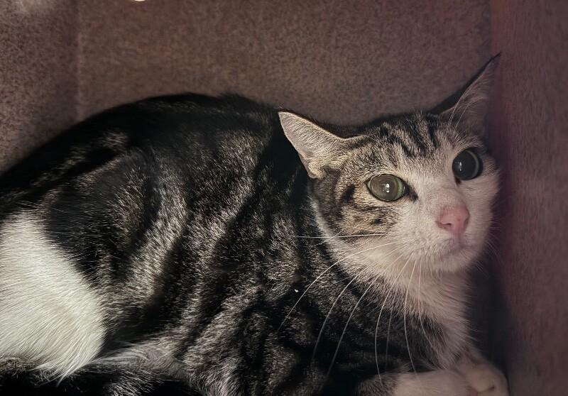 Enlarge Ginger, a Adoptable Domestic Short Hair in Disputanta, VA image 5/5