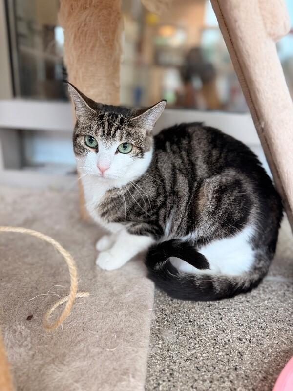 Ginger, a Adoptable Domestic Short Hair in Disputanta, VA image 5/5