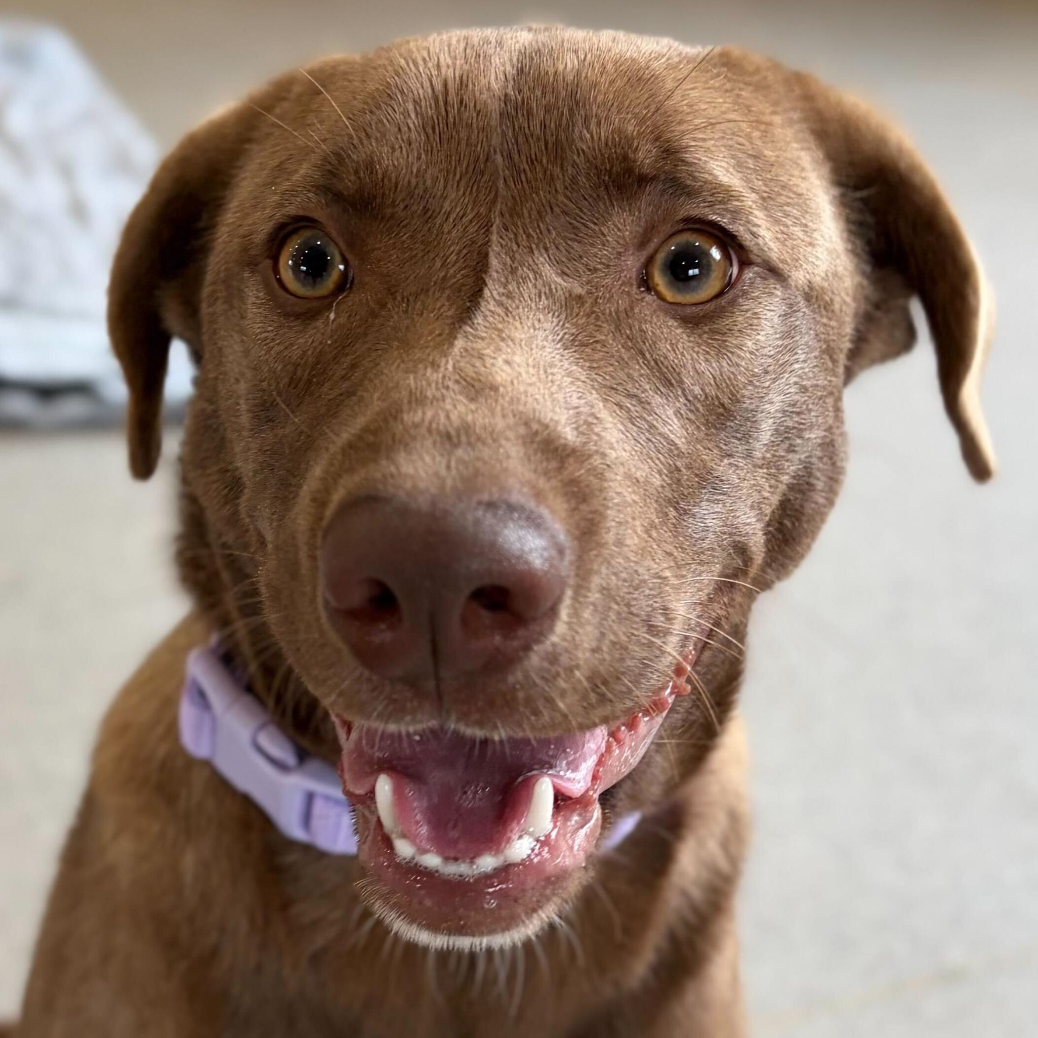 Enlarge Piper, a Adoptable mixed breed in Jefferson, WI image 1/1