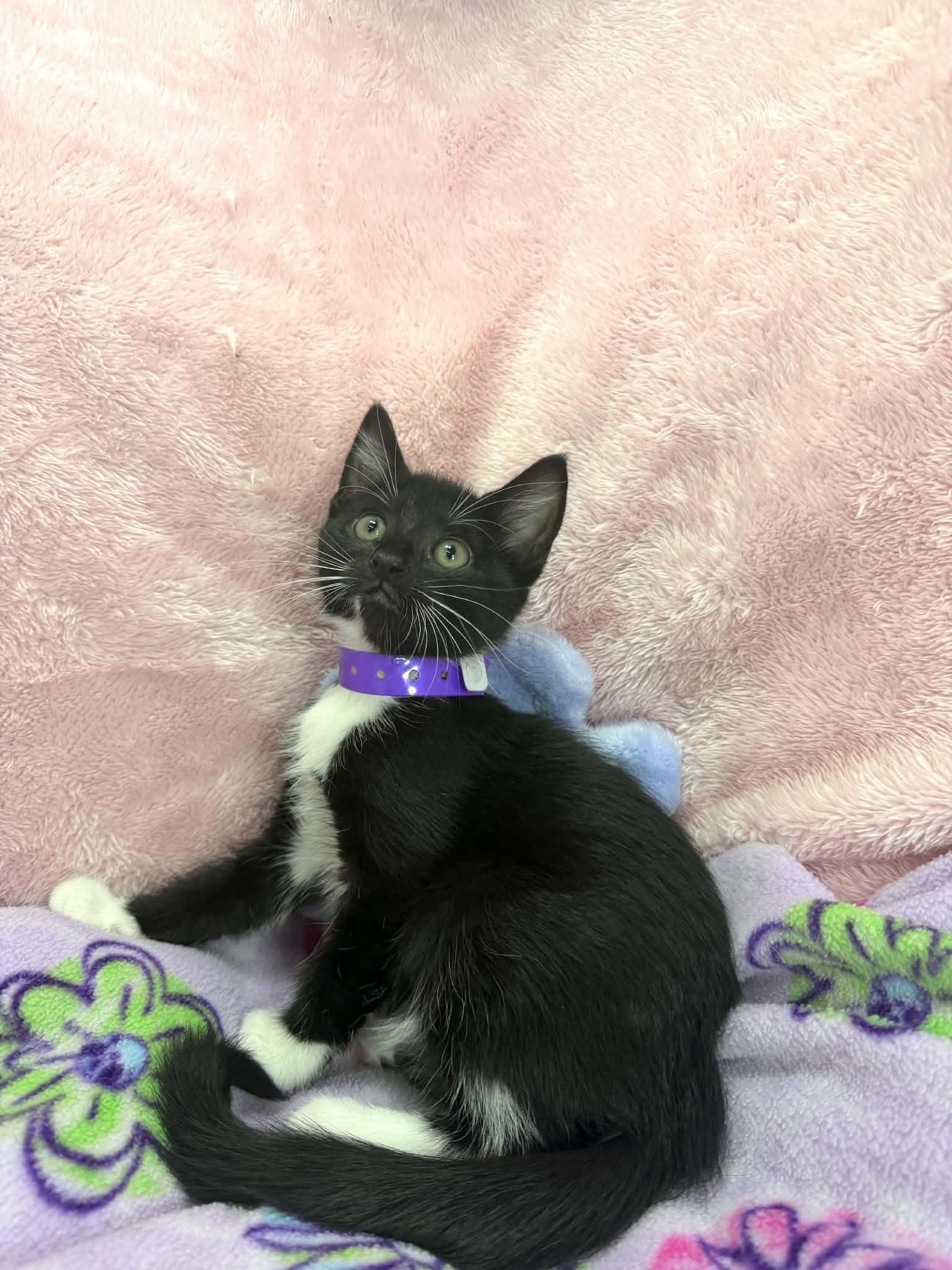 Tiana, a ADOPTABLE Tuxedo in Tavares, FL image 1/2