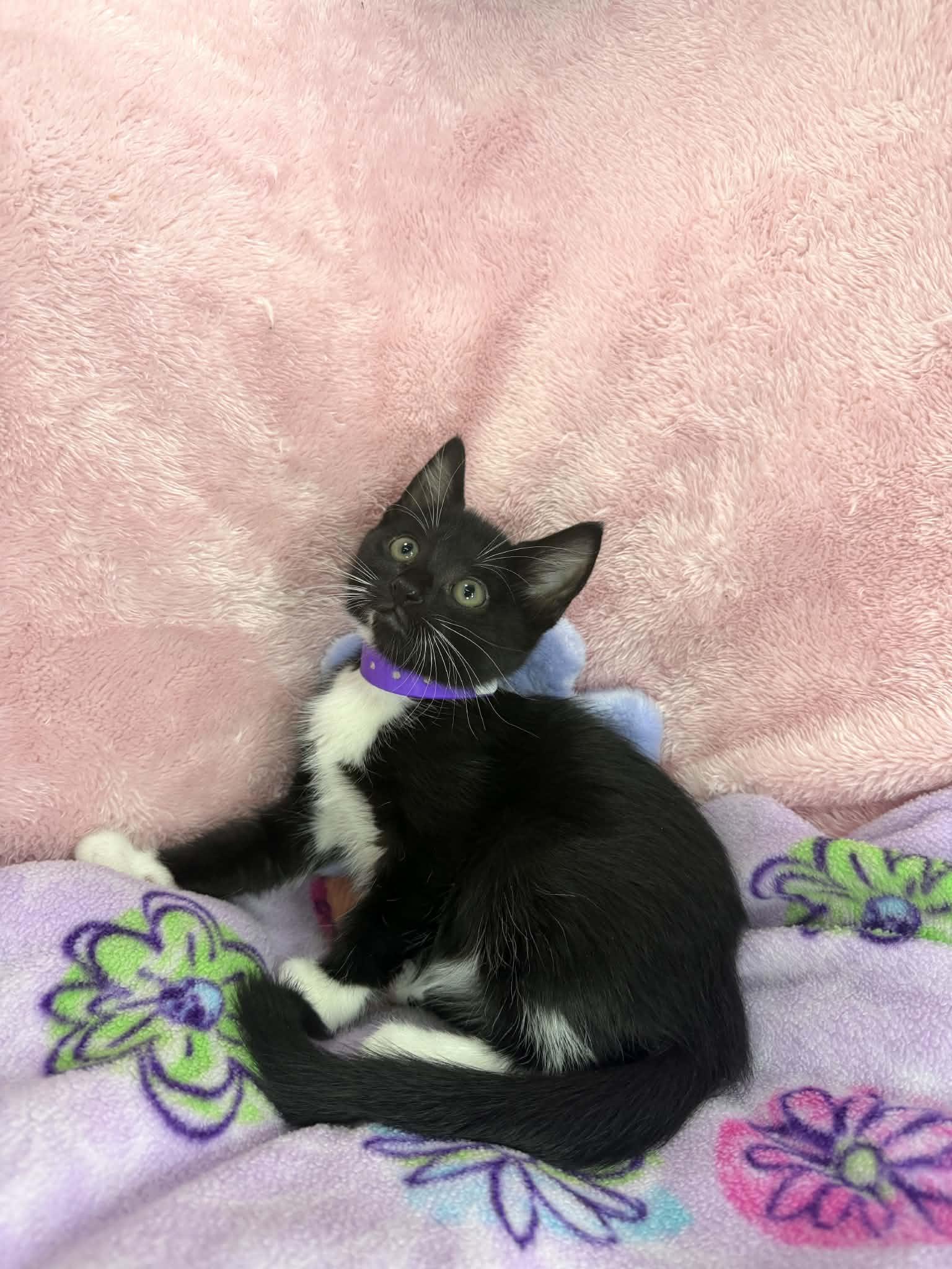 Tiana, a ADOPTABLE Tuxedo in Tavares, FL image 2/2