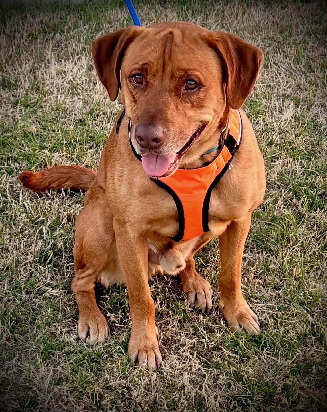 CARWASH BUDDY LIVES AT THE CARWASH, Adoptable, Adult Male Labrador Retriever & Vizsla.
