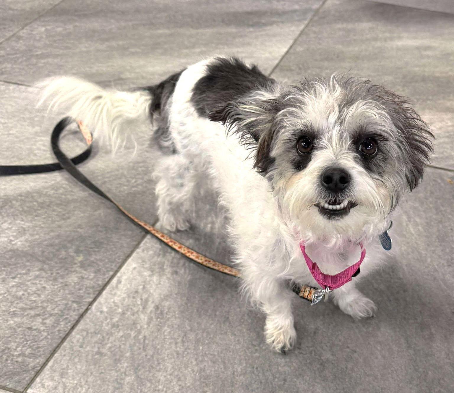 Enlarge Nac's Mei Mei TX, a Adoptable mixed breed in Boonton, NJ image 1/3