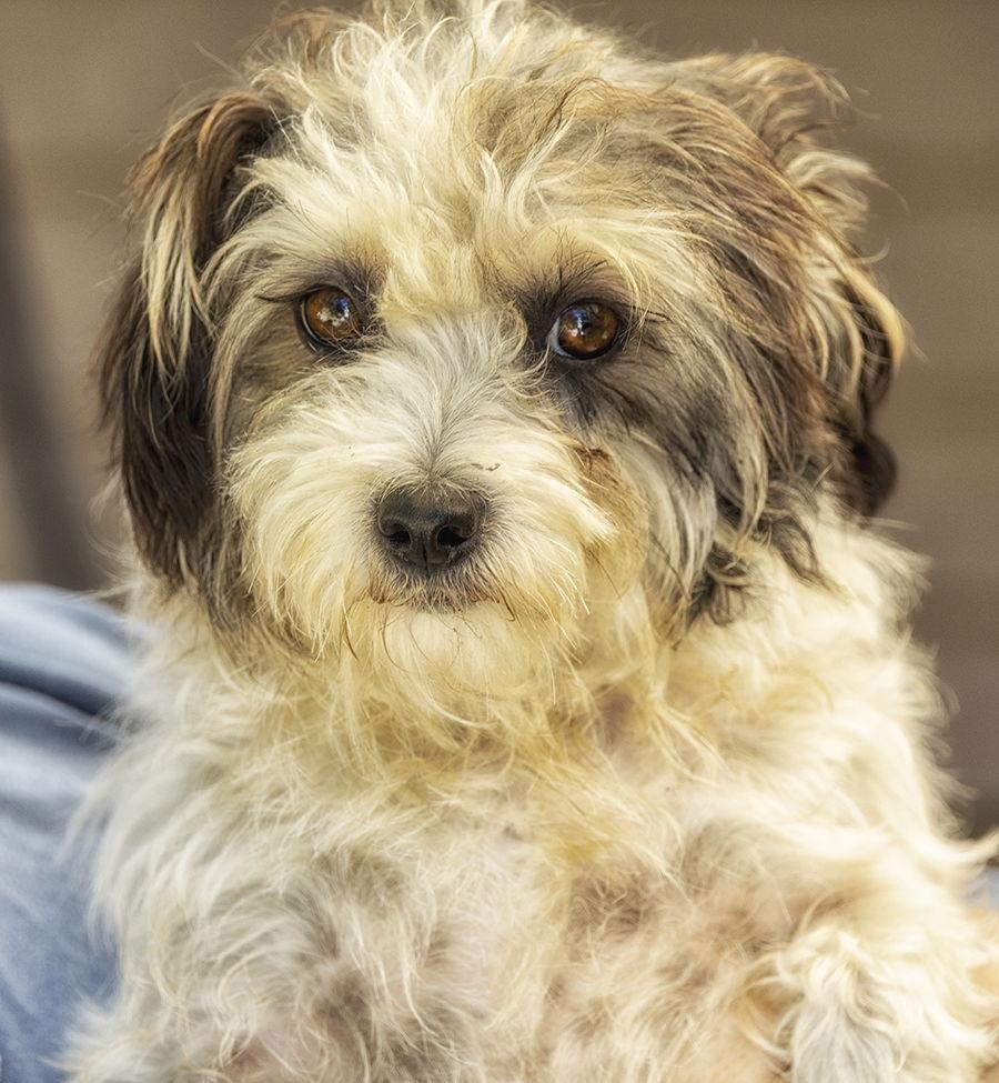 Nac's Mei Mei TX, Adoptable, Adult Female Shih Tzu & Poodle.