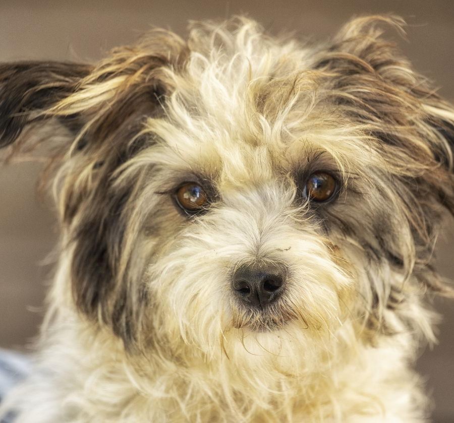 Enlarge Nac's Mei Mei TX, a Adoptable mixed breed in Boonton, NJ image 2/3