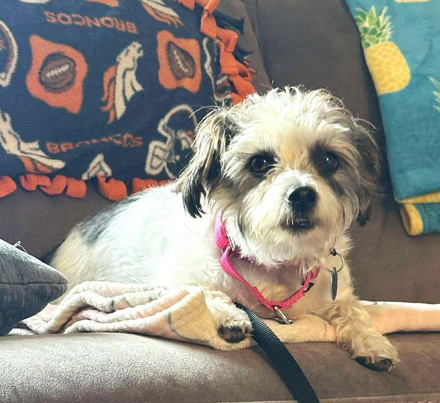 Enlarge Nac's Mei Mei TX, a Adoptable mixed breed in Boonton, NJ image 3/3