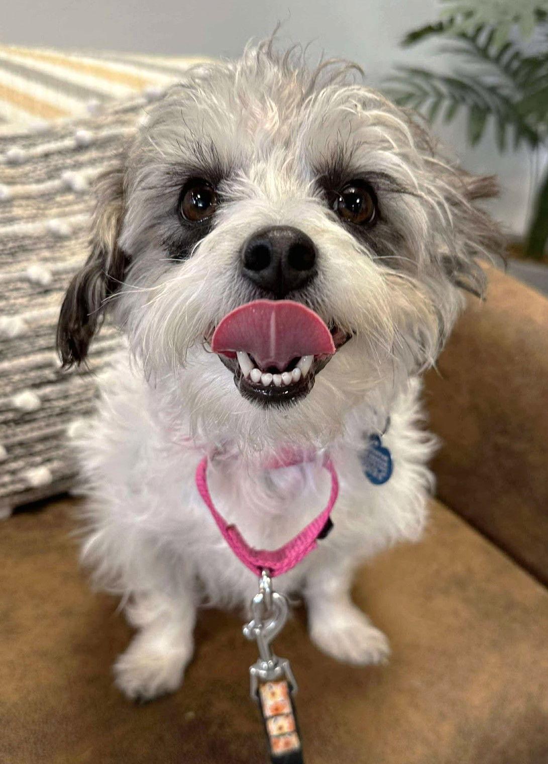 Enlarge Nac's Mei Mei TX, a Adoptable mixed breed in Boonton, NJ image 3/3