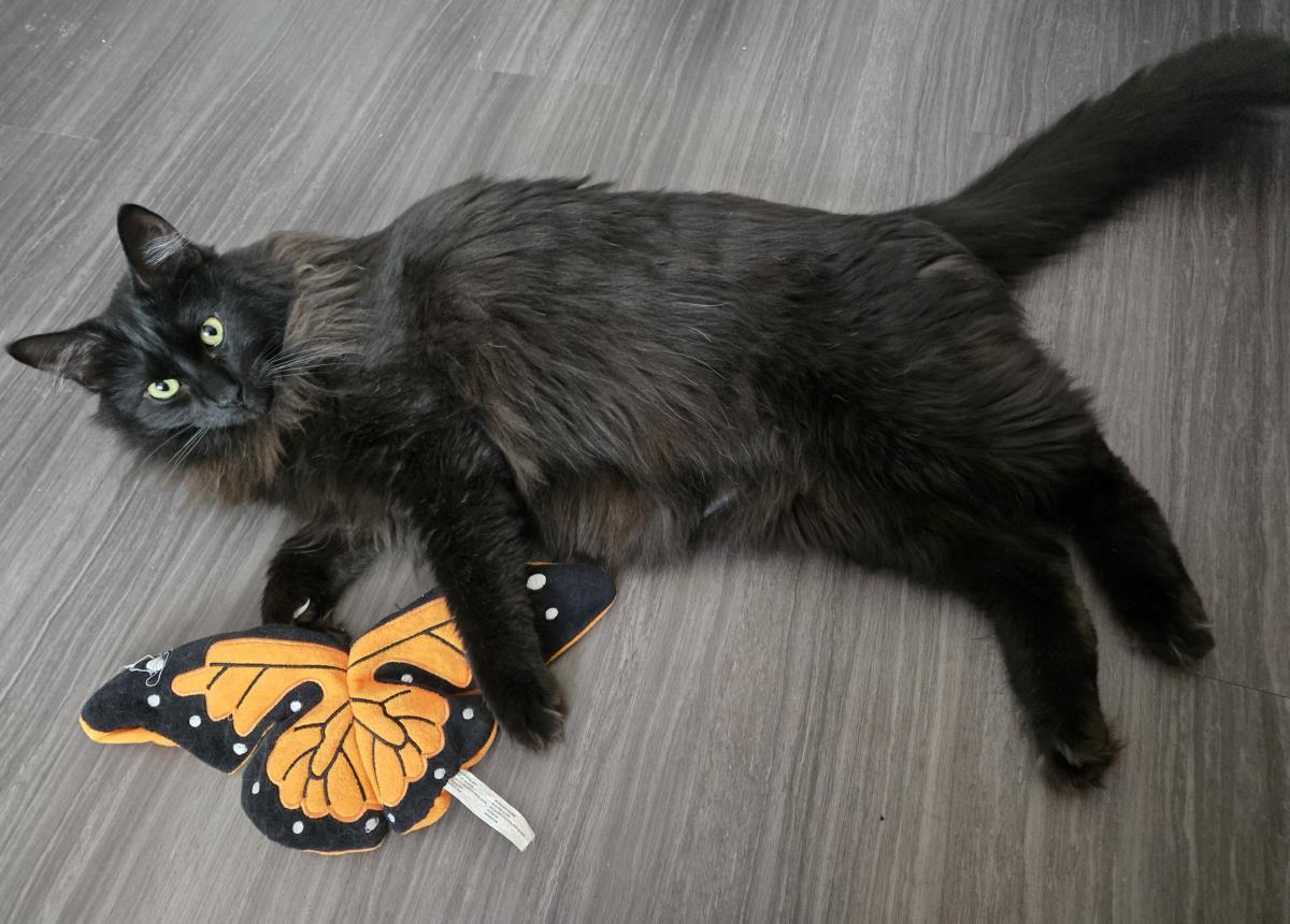 Hugo Beckett, Adoptable, Adult Male Domestic Long Hair.