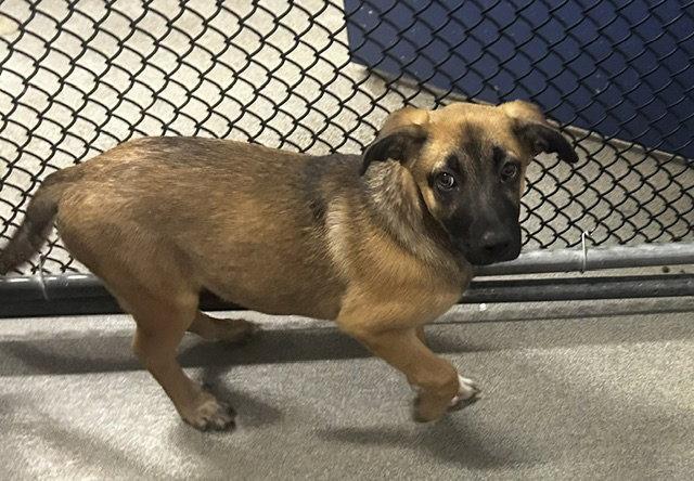Enlarge Ely 3 months male AVAILABLE 8/12, a Adoptable Mountain Cur in Sterling, MA image 1/1