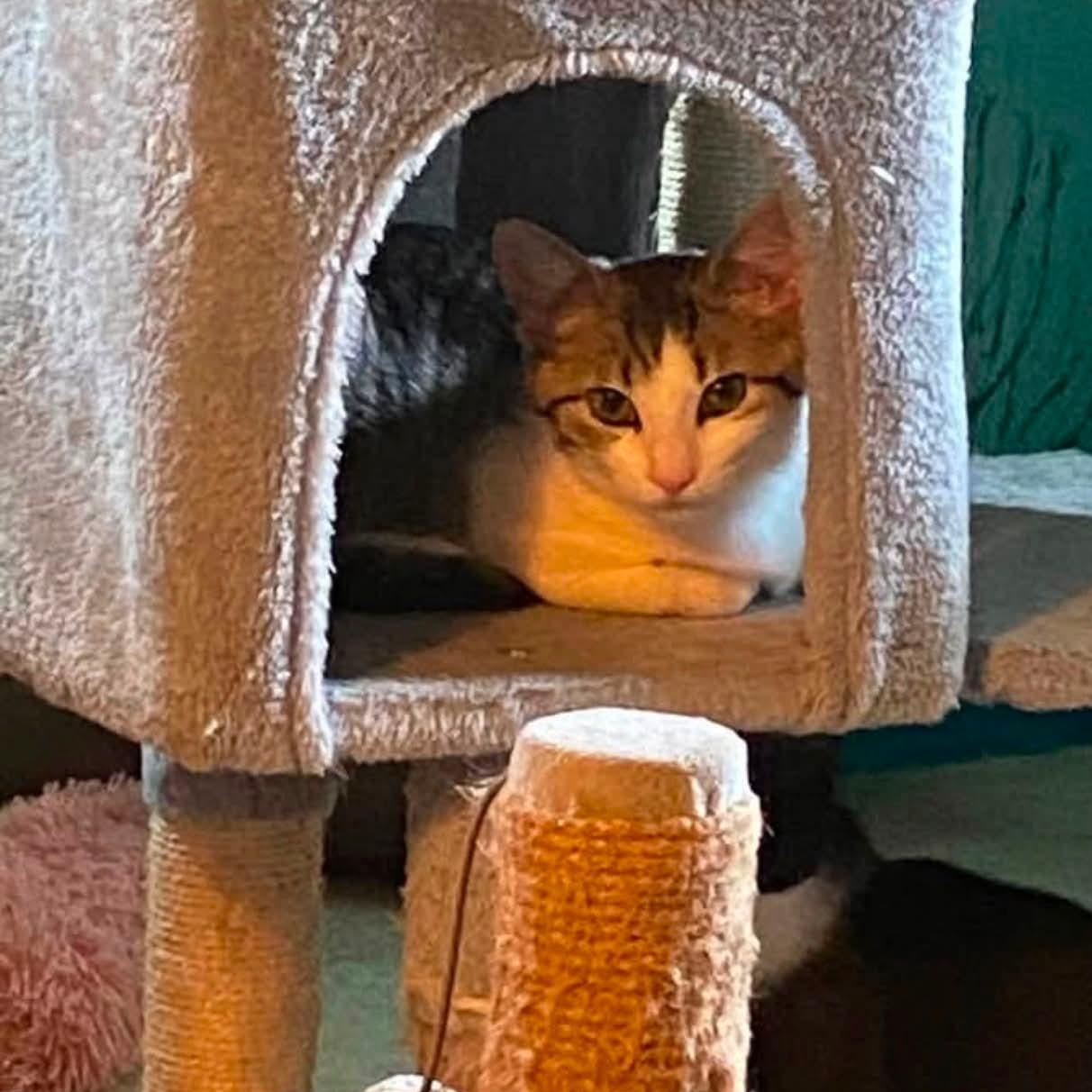 Enlarge Moana, a ADOPTABLE Domestic Short Hair in Carnegie, PA image 2/4