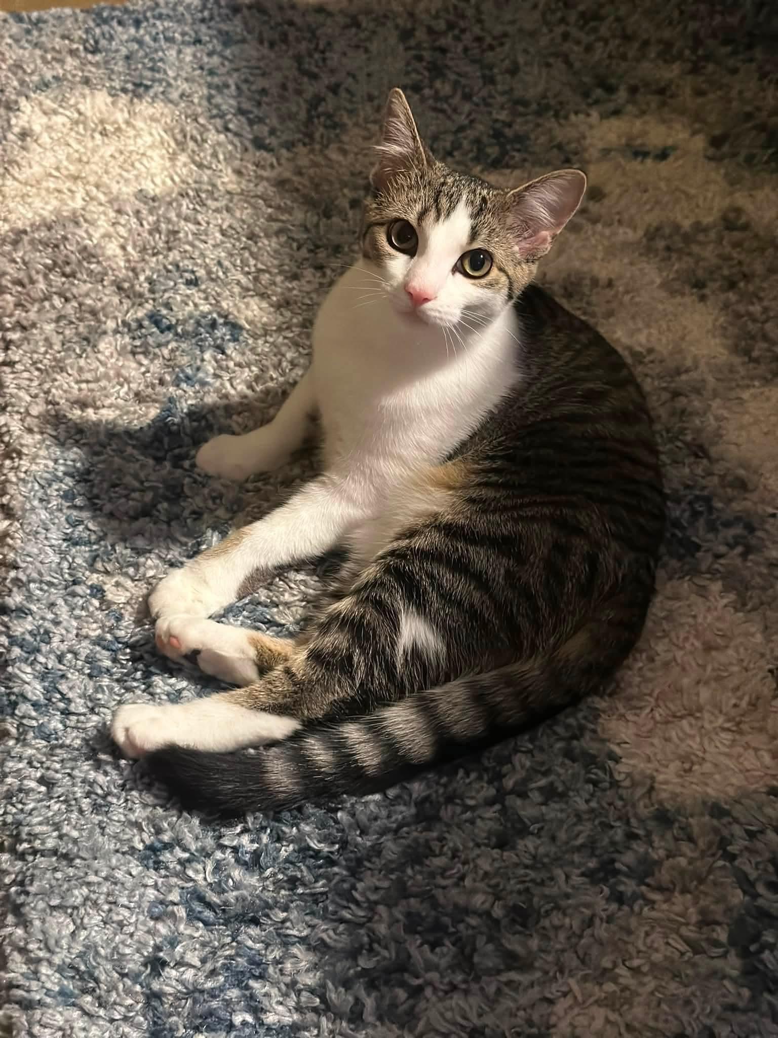 Enlarge Moana, a Adoptable Domestic Short Hair in Carnegie, PA image 2/3