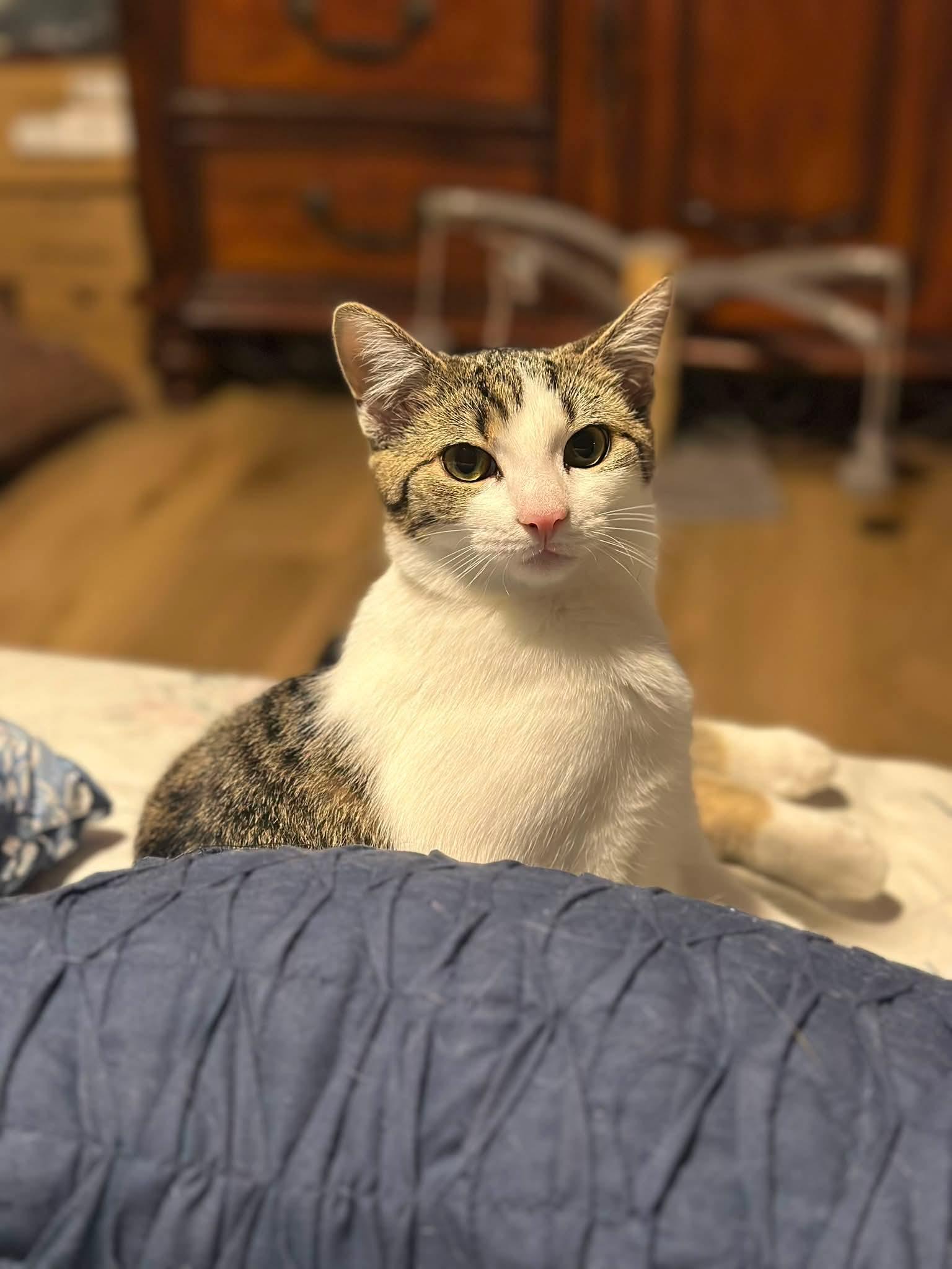 Enlarge Moana, a Adoptable Domestic Short Hair in Carnegie, PA image 3/3