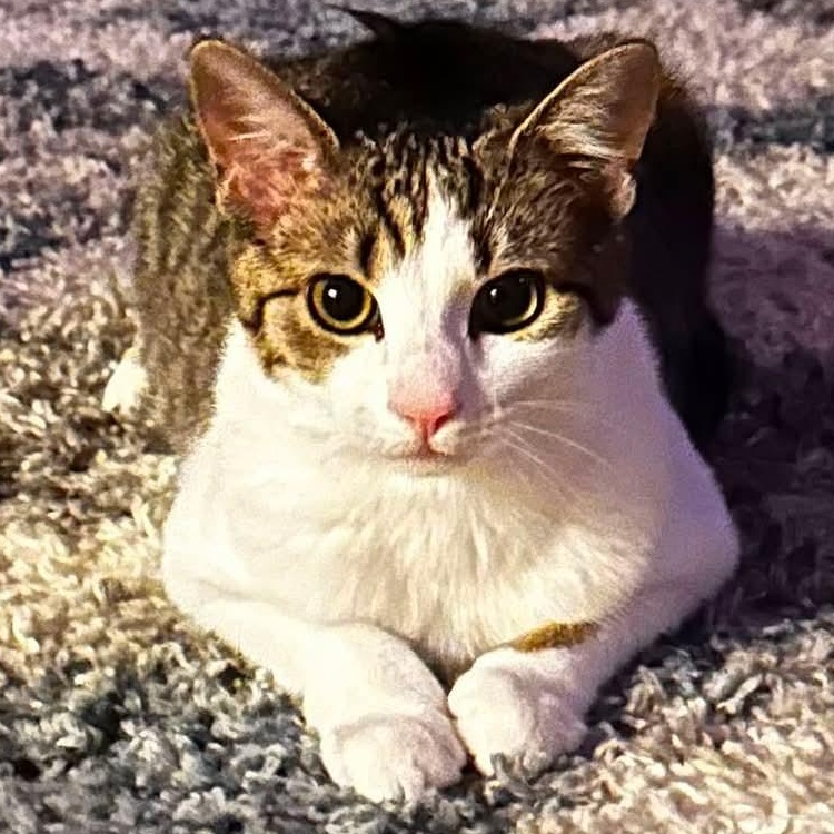 Moana, Adoptable, Kitten Female Domestic Short Hair.