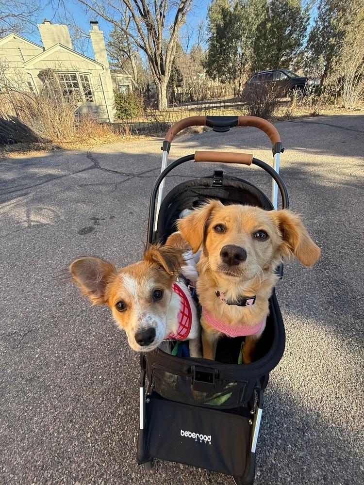Enlarge Jodi, a Adoptable mixed breed in Parker, CO image 2/6