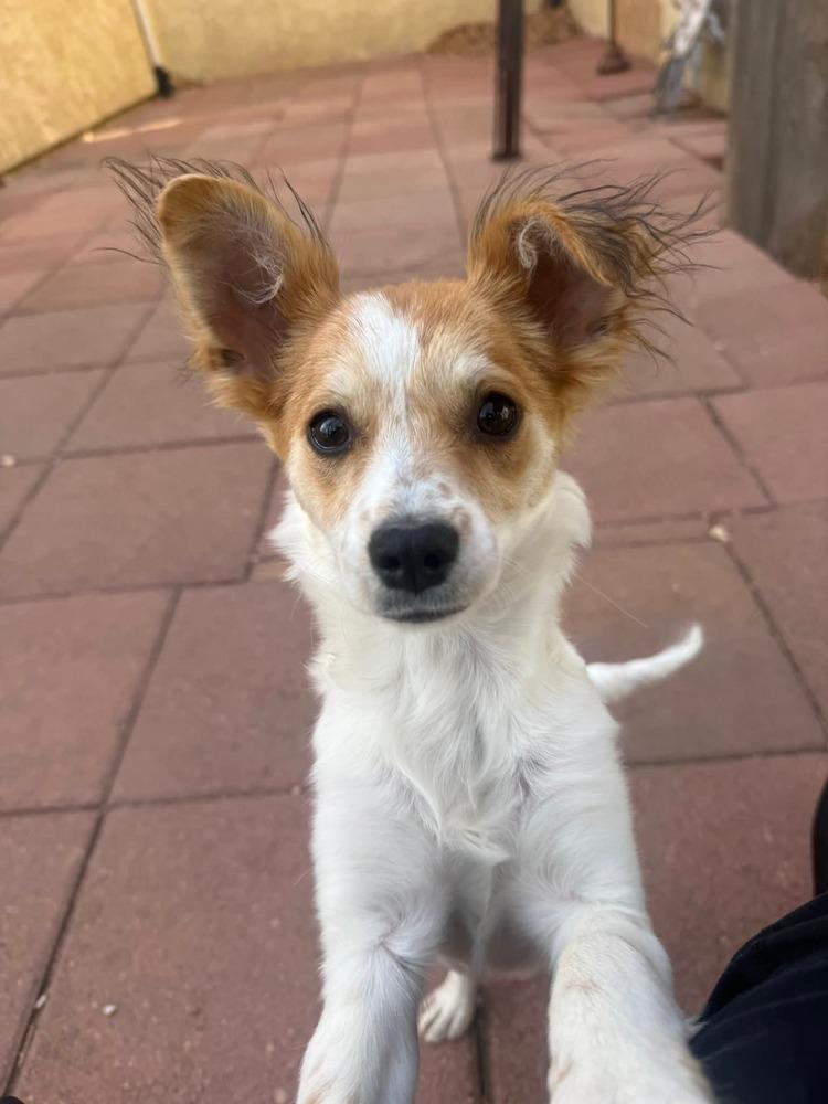Enlarge Jodi, a Adoptable mixed breed in Parker, CO image 3/6