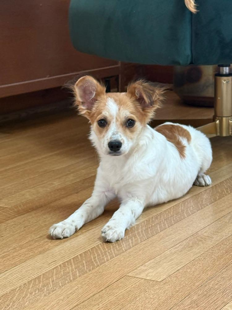 Enlarge Jodi, a Adoptable mixed breed in Parker, CO image 6/6