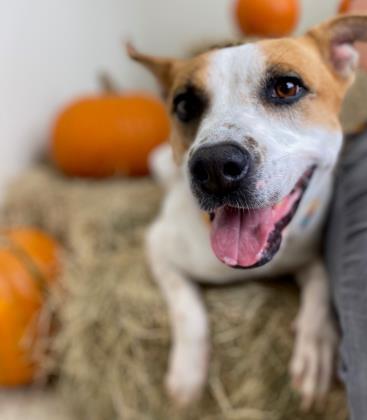 Enlarge BERNIE, a Adoptable mixed breed in Houston, TX image 1/3