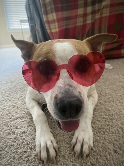 Enlarge BERNIE FOSTER, a Adoptable mixed breed in Houston, TX image 1/3