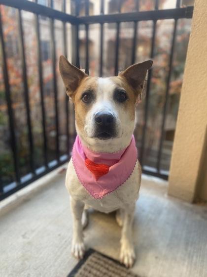 Enlarge BERNIE FOSTER, a Adoptable mixed breed in Houston, TX image 2/3