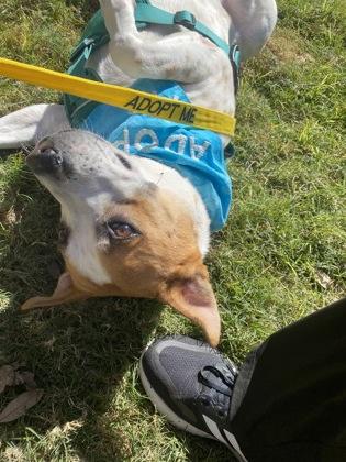 Enlarge BERNIE FOSTER, a Adoptable mixed breed in Houston, TX image 3/3