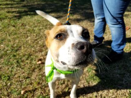 Enlarge BERNIE, a Adoptable mixed breed in Houston, TX image 2/3