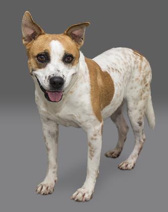 Enlarge BERNIE, a Adoptable mixed breed in Houston, TX image 3/3