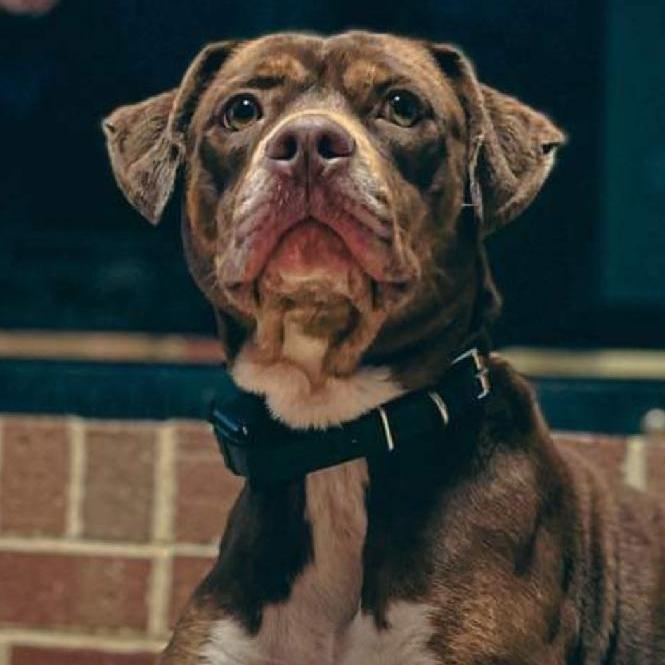 Bonnie, Adoptable, Young Female American Staffordshire Terrier.